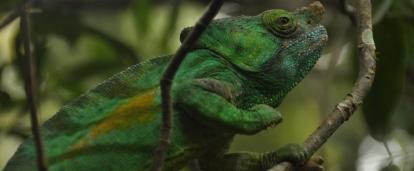A chameleon spotted during Projects Abroad's Rainforest Conservation Projects in Madagascar for high school students Volunteers spot a chameleon during their Conservation Projects in Madagascar for high school students